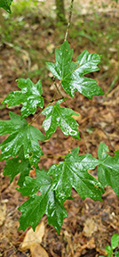 Big Woods Photo-of-Month April